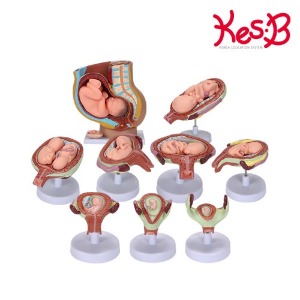 [캐스B]네이처태아발육모형(2024)